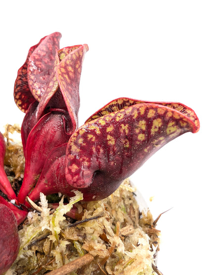 Sarracenia purpurea ssp. venosa (Yellow Flower x Luteola) x montana Tom's Swamp