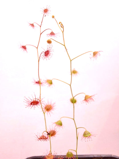 Drosera zigzagia