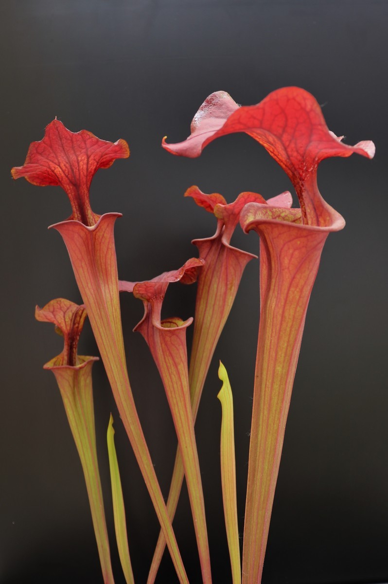 Sarracenia flava var. atropurpurea F196/2 Srba