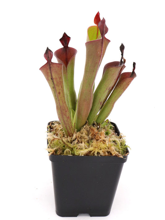 Heliamphora parva  "Red"   clone 13/3 AW