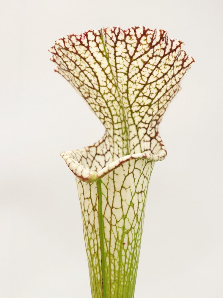 Sarracenia leucophylla  L11/3 PW