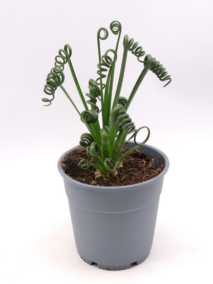 Albuca spiralis