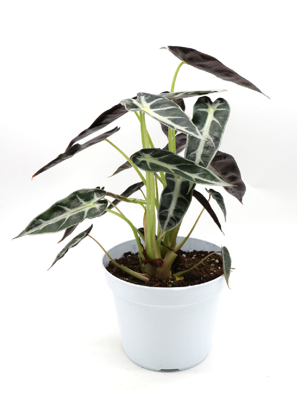 Alocasia Bambino Arrow