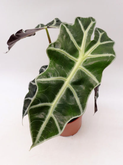 Alocasia Polly