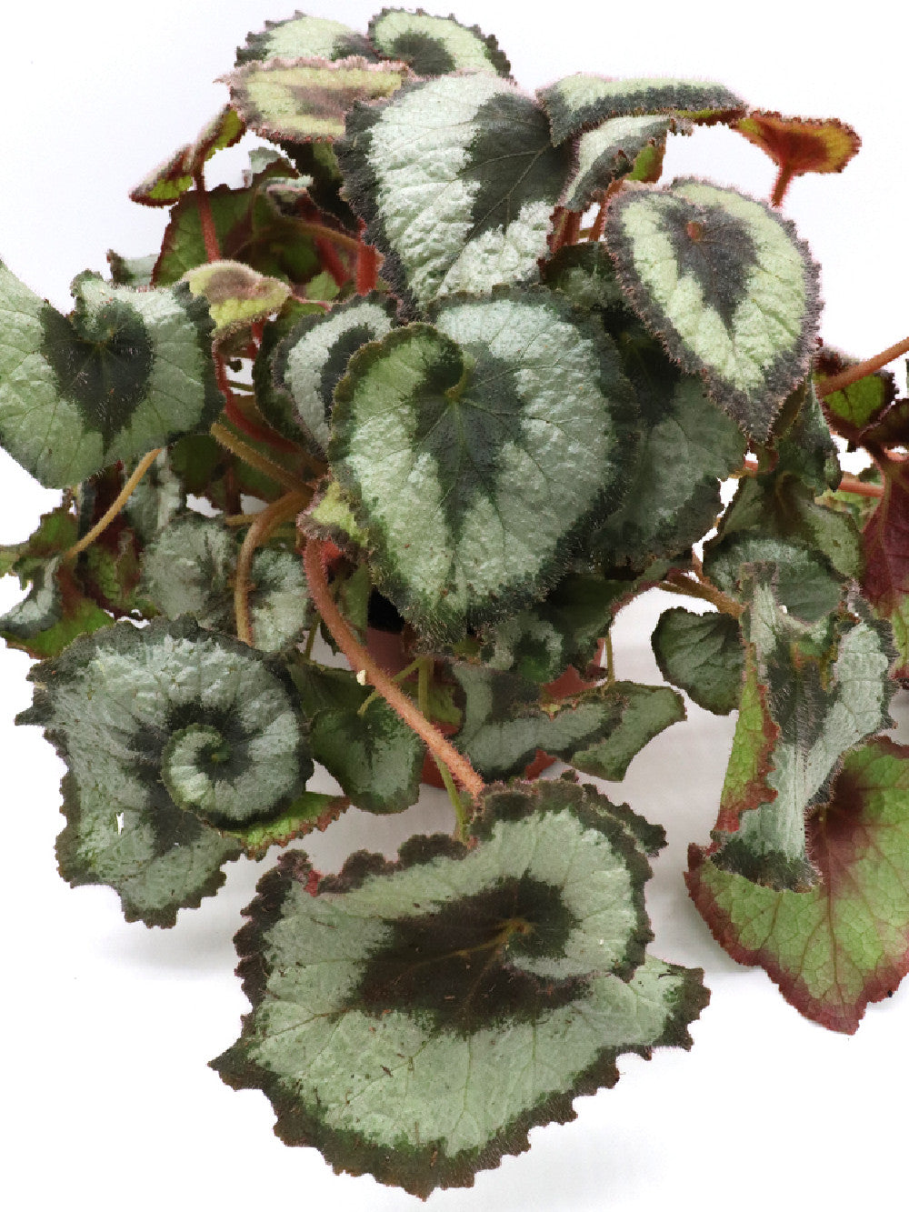 Begonia "Curly"