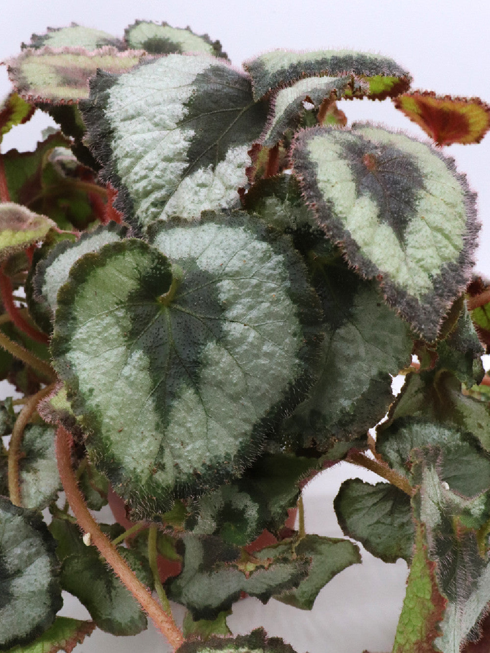 Begonia "Curly"