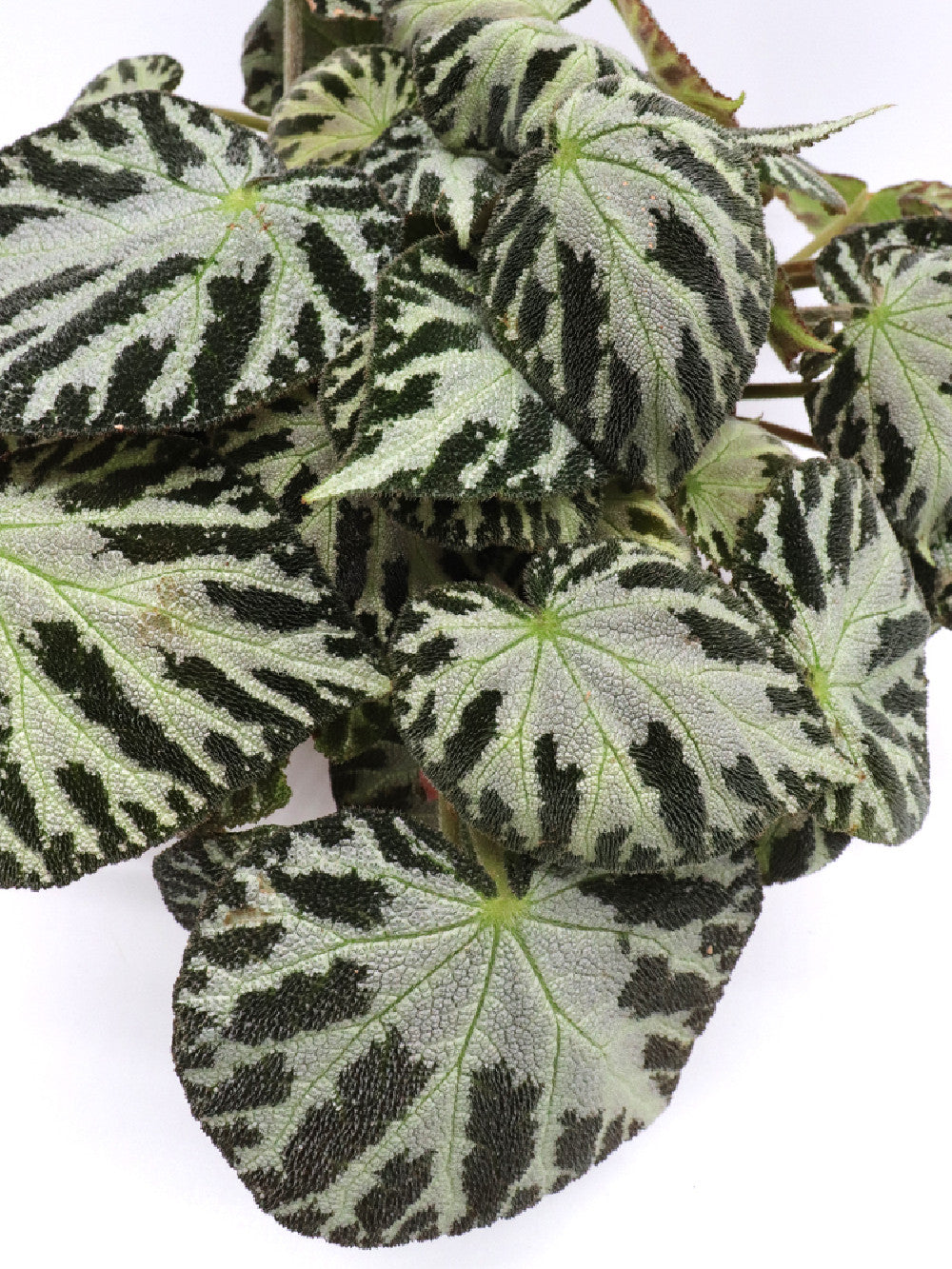 Begonia Silver Juwel