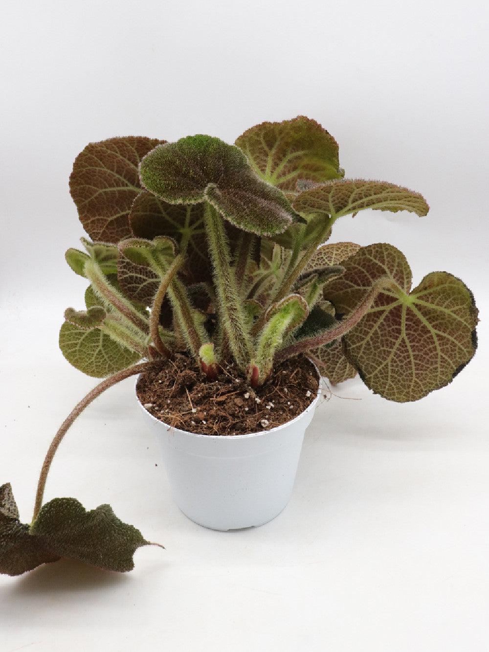 Begonia masoniana river