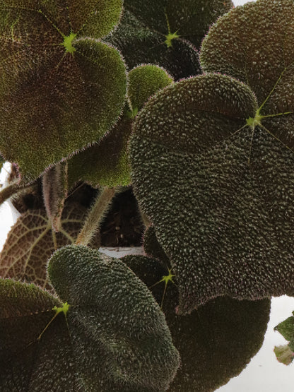 Begonia masoniana river