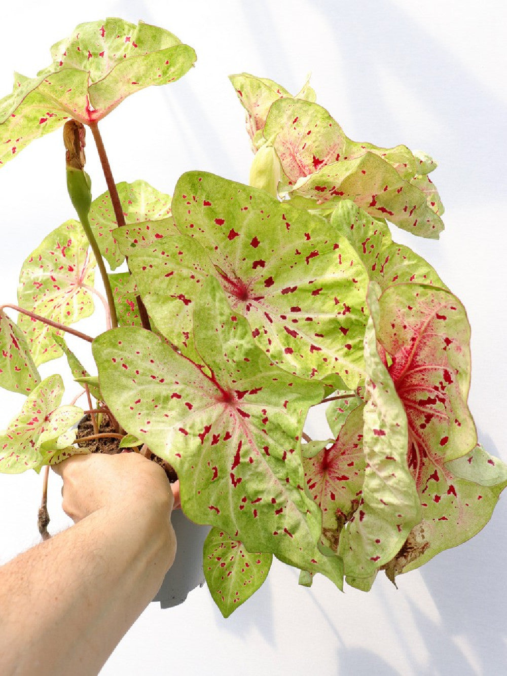 Caladium "Scarlatine"