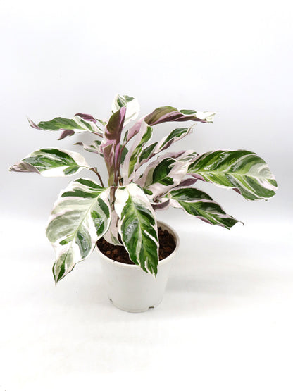 Calathea "Fusion White"