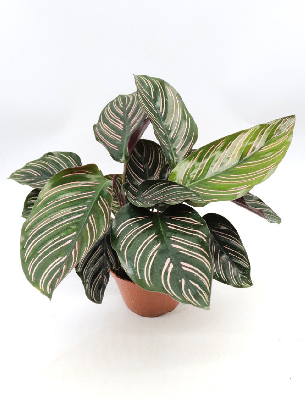 Calathea Maranta Ornata – Giardino Carnivoro