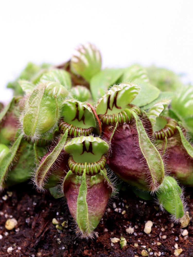 Cephalotus follicularis – Giardino Carnivoro