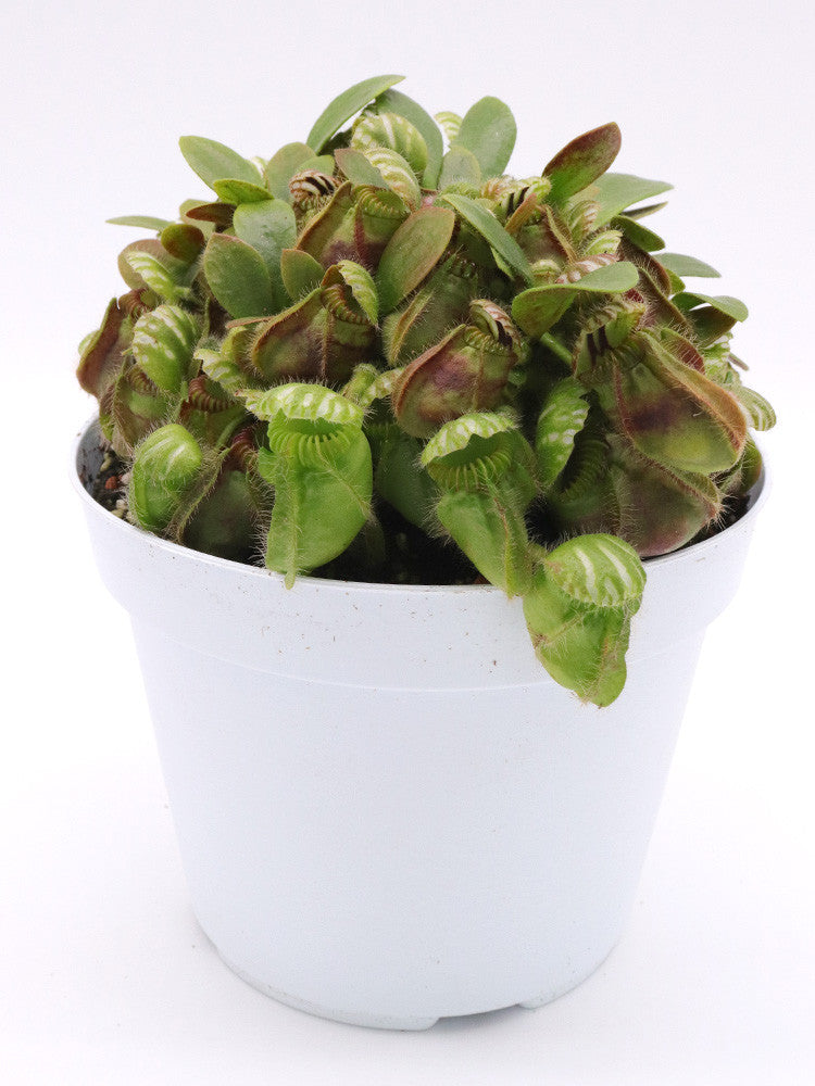 Cephalotus follicularis – Giardino Carnivoro