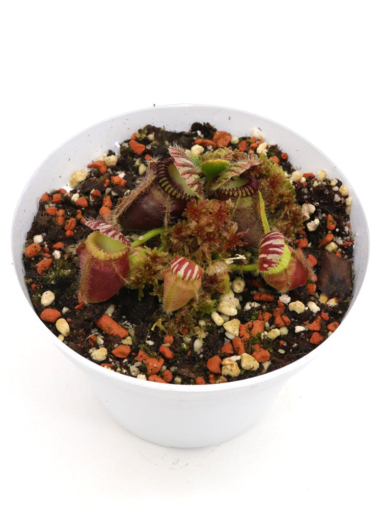 Cephalotus follicularis  "Squat"