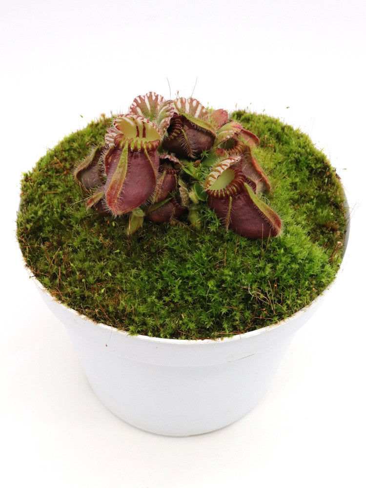 Cephalotus follicularis – Giardino Carnivoro