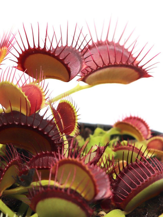 Dionaea "Red line"