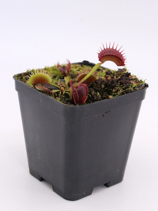 Dionaea  muscipula "Dracula x Purple Giant"