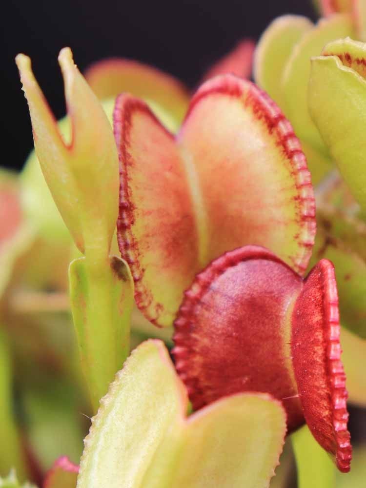 Dionaea muscipula "Adentata"