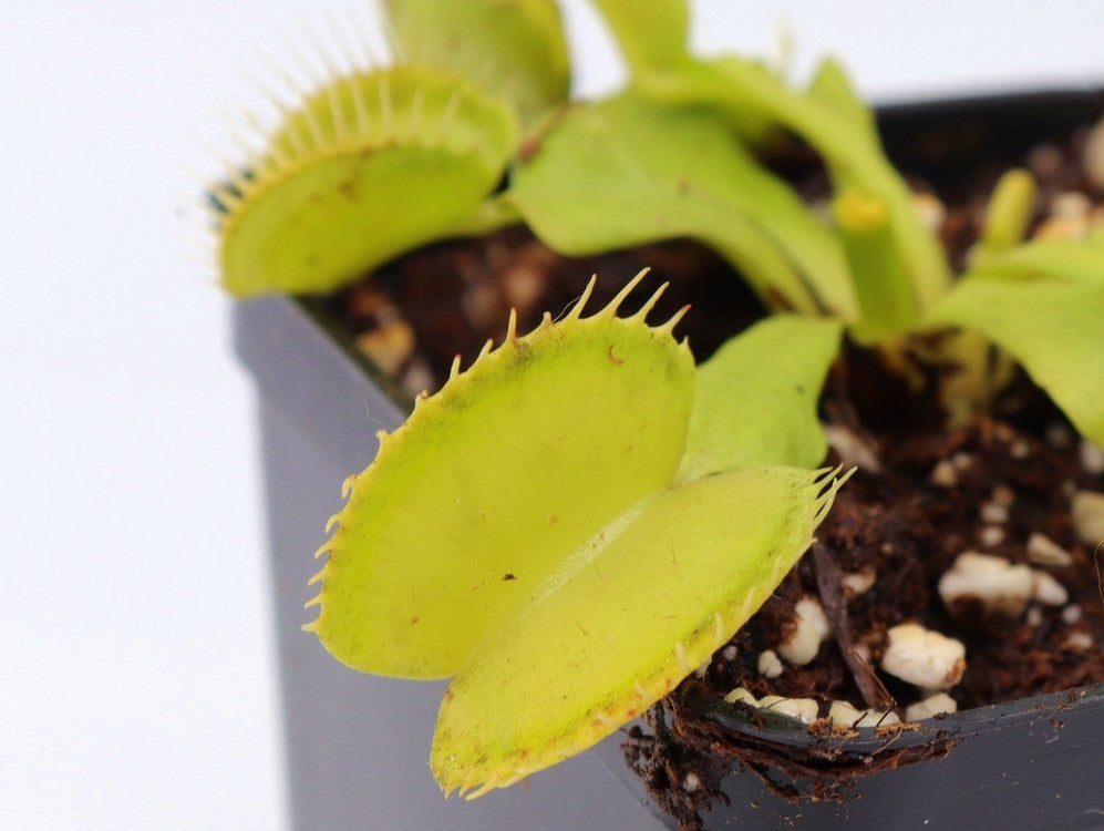 Dionaea muscipula "All green"