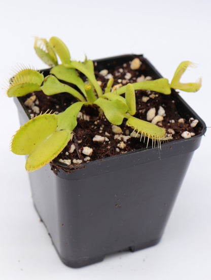 Dionaea muscipula "All green"