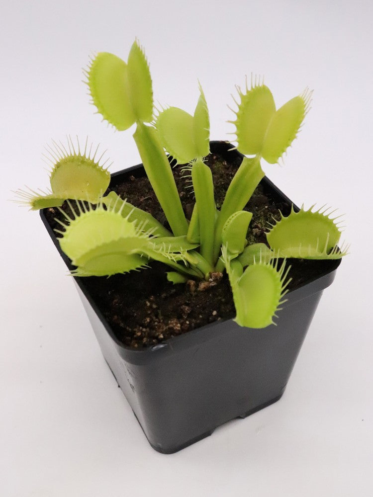 Dionaea muscipula "All green"