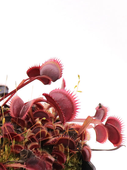 Dionaea muscipula "Amteborus"