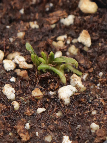 Dionaea muscipula "BCP Caterpillar"