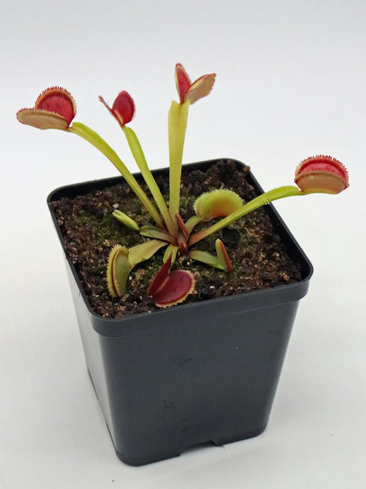 Dionaea muscipula "BZ Razorback"