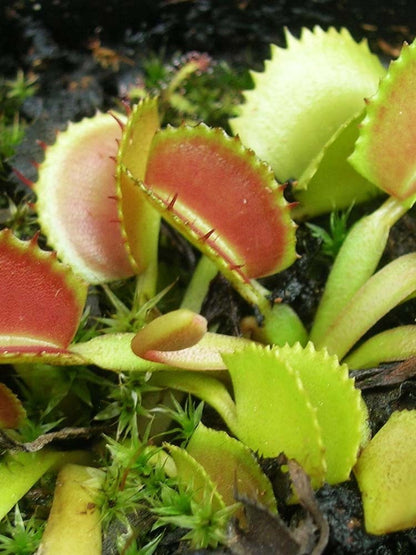 Dionaea muscipula "Belzebub"