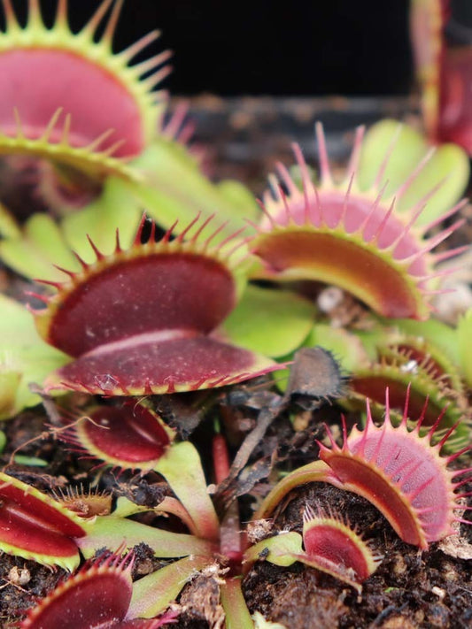 Dionaea muscipula "Big teeth red giant"