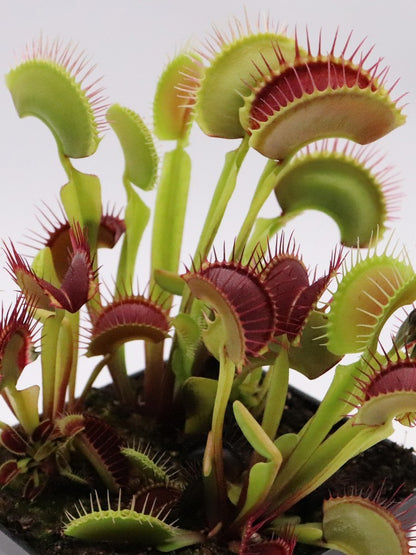 Dionaea muscipula "Bimbo"