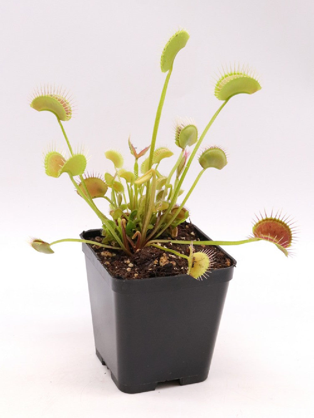 Dionaea muscipula 