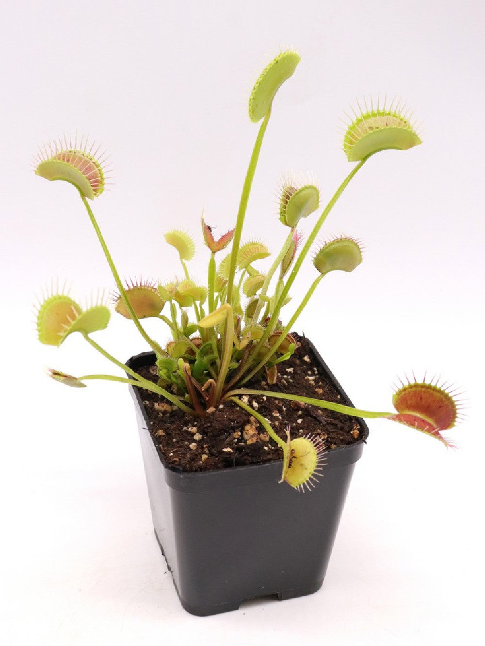 Dionaea muscipula "Black beauty"