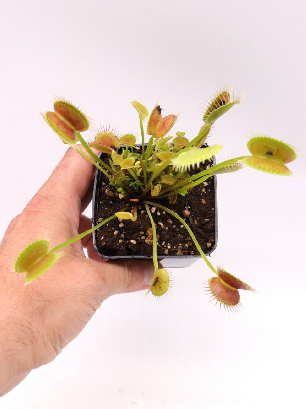 Dionaea muscipula "Black beauty"