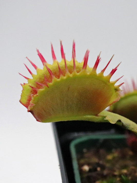 Dionaea muscipula "Black star"