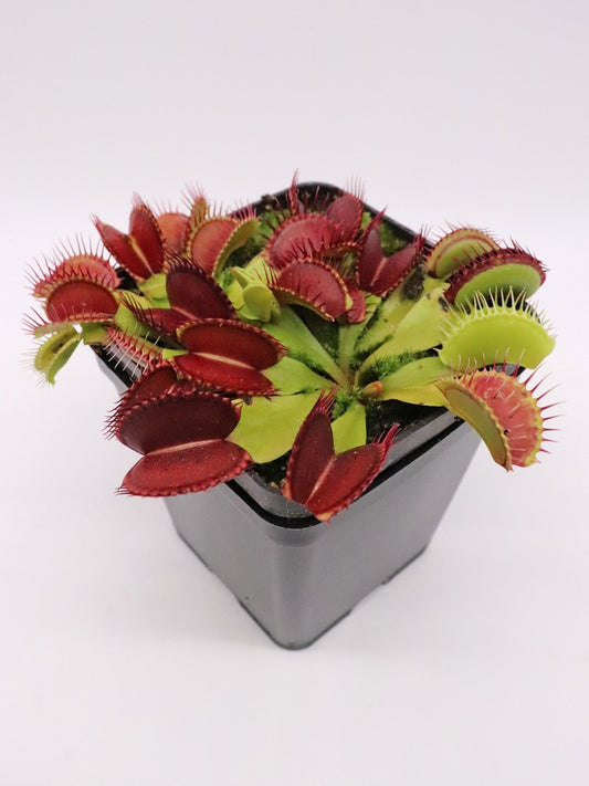 Dionaea muscipula "Bleeding gum"