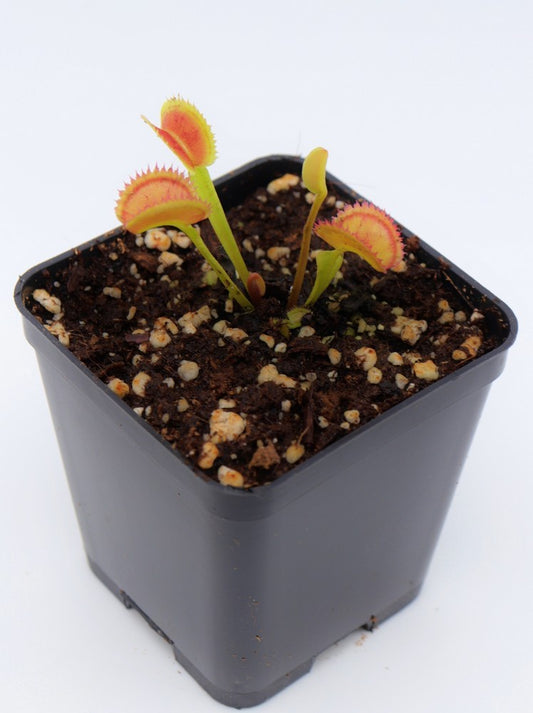 Dionaea muscipula "Bloody Shark"