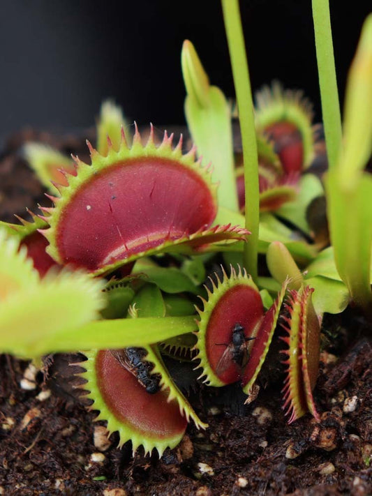 Dionaea muscipula "Brutal shark"