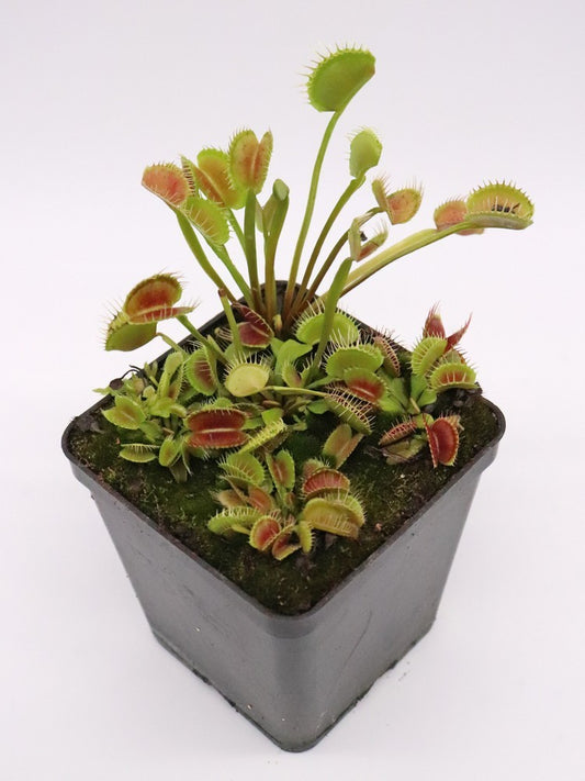 Dionaea muscipula "Cactus"