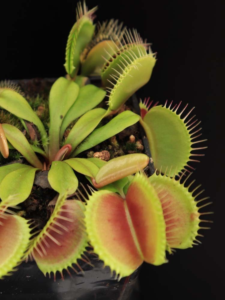 Dionaea muscipula "Clump" Svarc