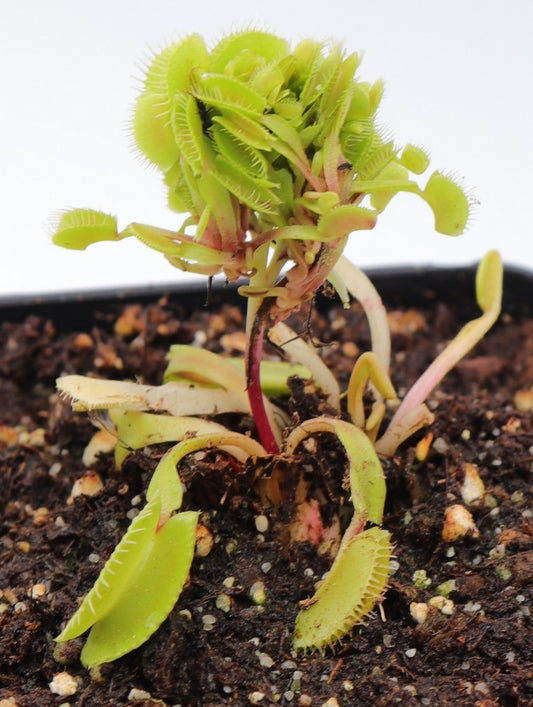 Dionaea muscipula "Cluster trap"