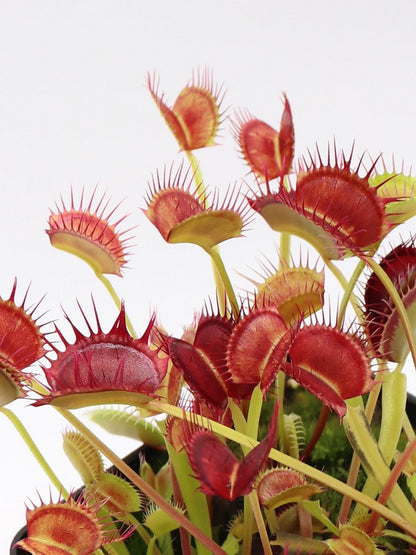 Dionaea muscipula "Cropped tooth"