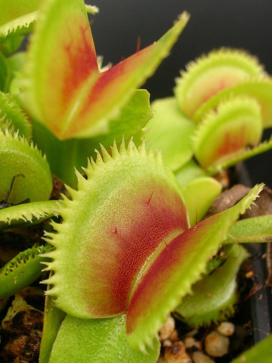 Dionaea muscipula "Dentate" Klein