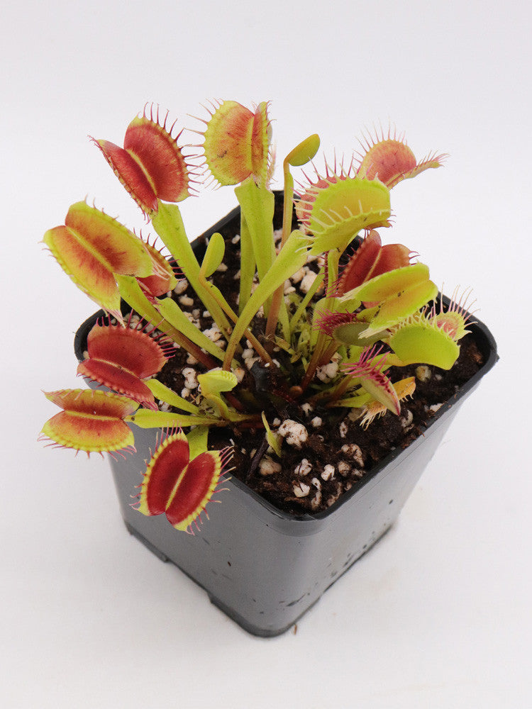 Dionaea muscipula "Diablo"