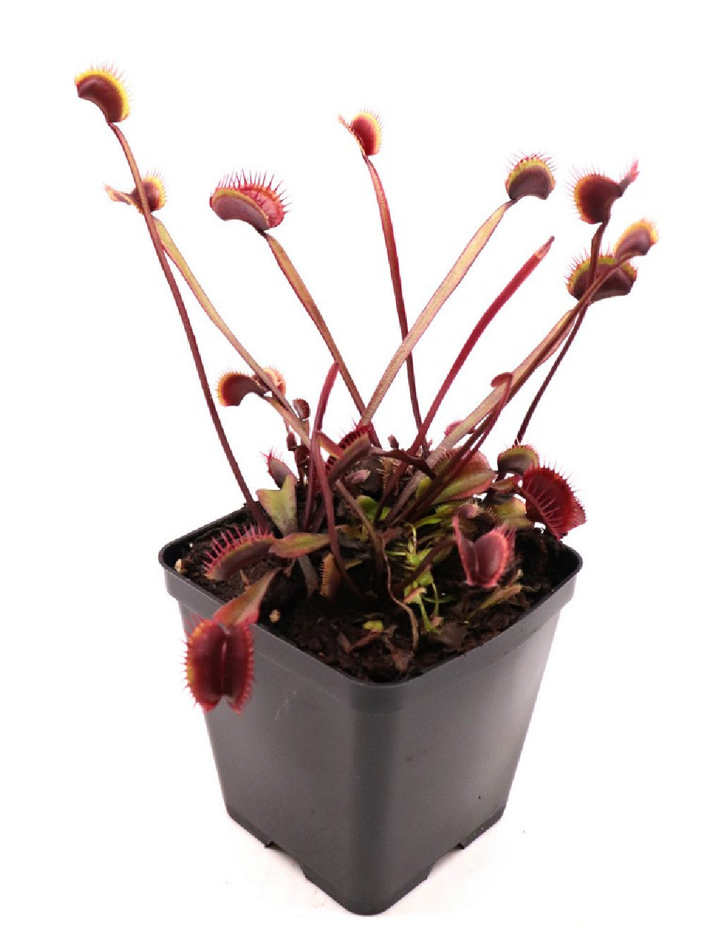 Dionaea muscipula F02 BCP