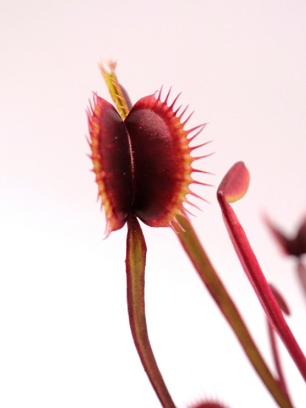 Dionaea muscipula F02 BCP