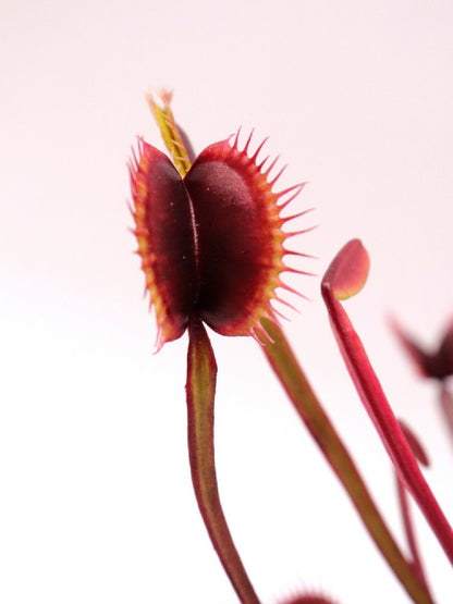 Dionaea muscipula F02 BCP