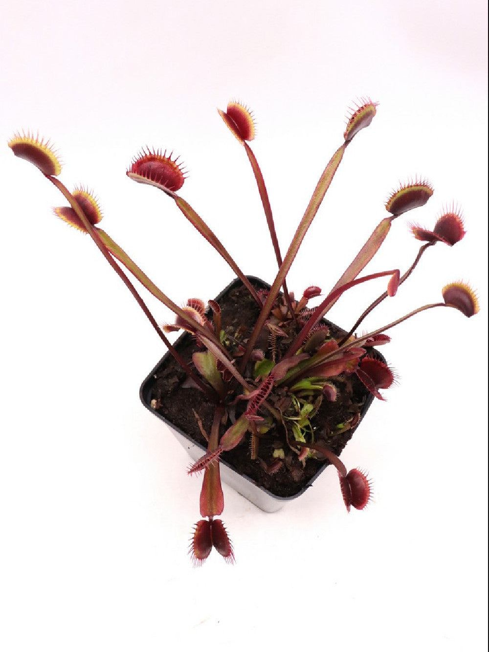 Dionaea muscipula F02 BCP