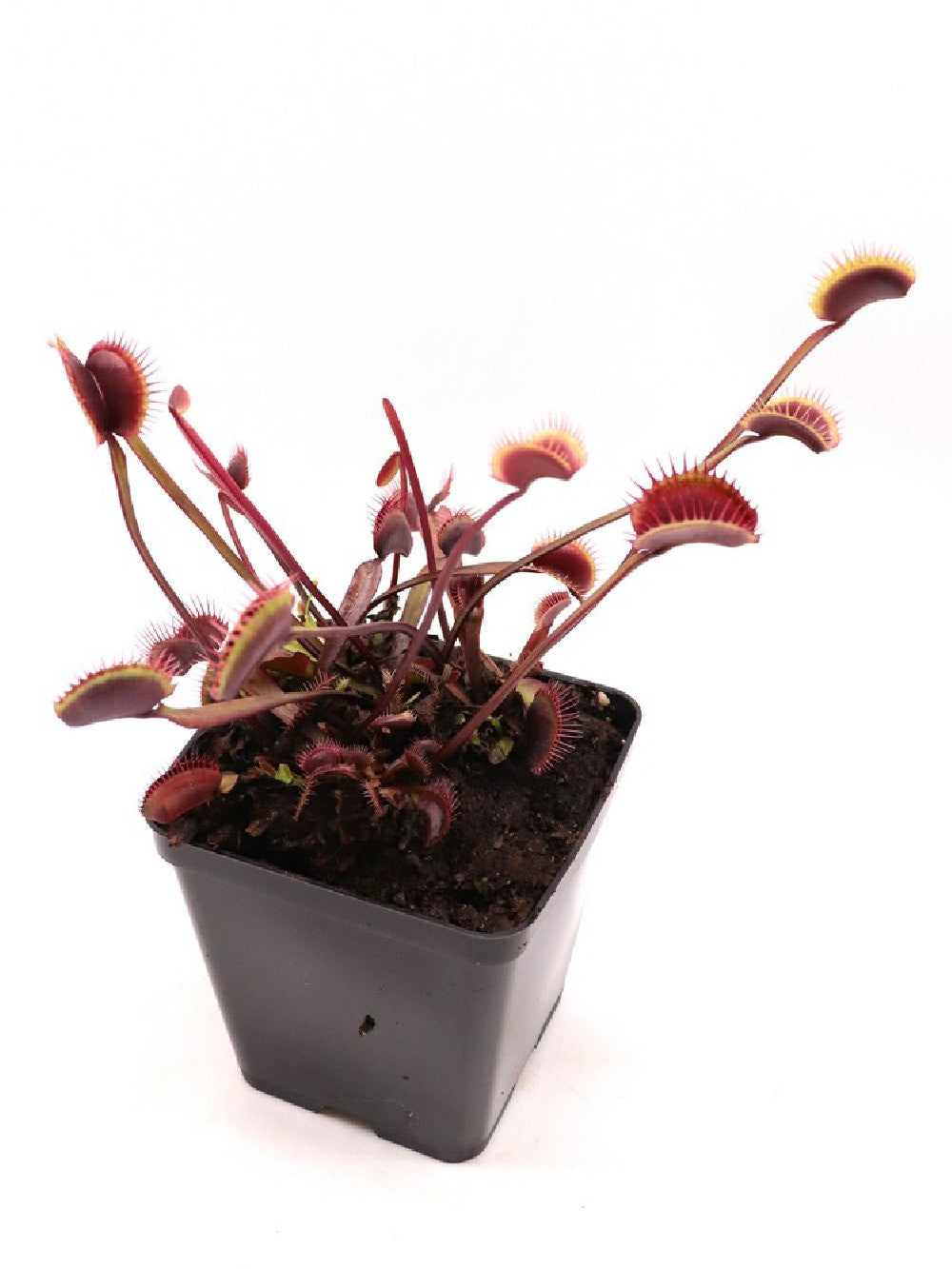 Dionaea muscipula F02 BCP